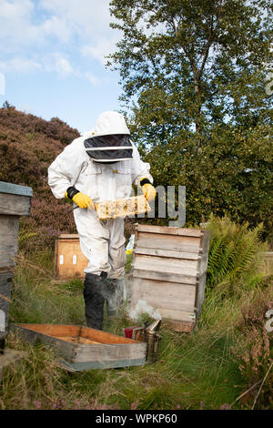 Ein Imker führt Überprüfungen auf seine Bienenstöcke in der Nähe von Delph, Oldham, Großbritannien. Stockfoto