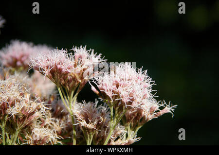 Schmeißfliege Fliegen sitzen auf thoroughwort Blumen Blüten/Fliege sitzt in Wasserdost Sky Nahaufnahme Stockfoto