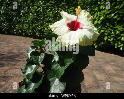 Creme Hibiskus Blume mit roten Zentrum voll in der Sonne öffnen Stockfoto