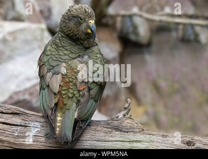 UK; Bristol - April 2019: Kea sitzen auf einem Ast Stockfoto