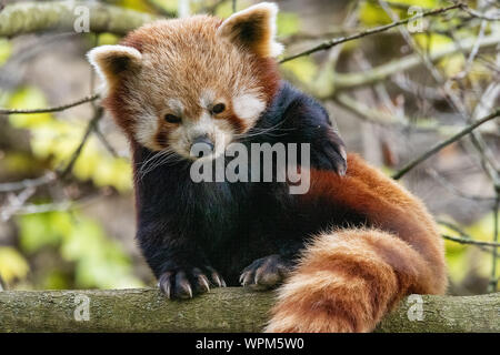 UK, Bristol - April 2019: Roter Panda oben in einem Baum gehockt Stockfoto