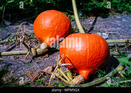 Red kuri Squash rechts vor der Ernte Stockfoto