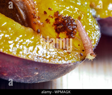 Sieversdorf, Deutschland. 08 Sep, 2019. Eine Raupe von eine Pflaume Motte (Grapholita funebrana) über einen Schnitt der Pflaume. Foto: Patrick Pleul/dpa-Zentralbild/ZB/dpa/Alamy leben Nachrichten Stockfoto