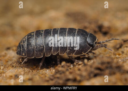 Pille Woodlouse (Armadillidium vulgare) Kriechen auf dem Boden entlang. Tipperary, Irland Stockfoto