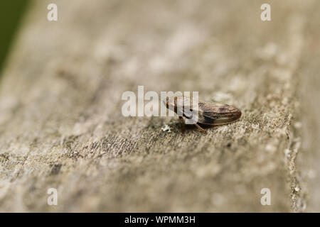 Eine gemeinsame Froghopper bug, Philaenus spumarius, auf einem hölzernen Zaun am Rand einer Wiese thront. Stockfoto