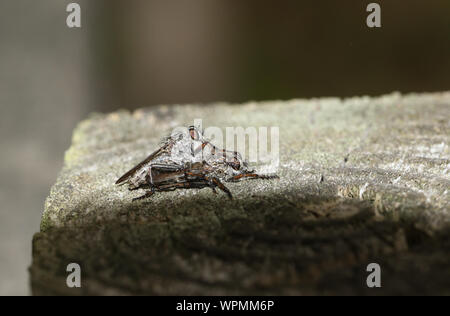 Eine passende Paar Robberfly hocken auf einem hölzernen Zaun am Rande des Waldes in Großbritannien. Stockfoto