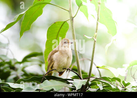 Streifen-eared Bulbul des branches​ Stand​ing auf in den Wald. Bird's in der Natur Hintergrund. Stockfoto