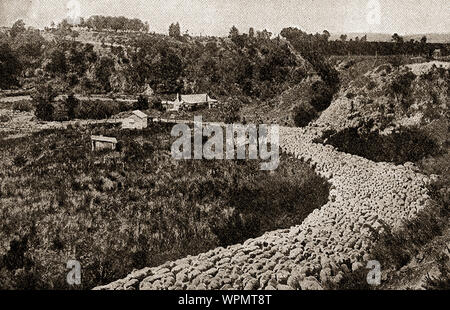 Ein 1924 Magazin Foto, Schafe hüten in der Nähe von Canterbury (waitaha), Neuseeland. Die Schafzucht um 1850 mit rund einer halben Millionen Schafe in der Region. Von den 1860er Jahren gab es drei Millionen. Stockfoto