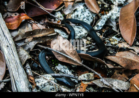 Schlange neben dem Wanderweg im Norden von Queensland in der Nähe von Mareeba entlang einer schönen Bucht und den See, Cairns, Australien Stockfoto