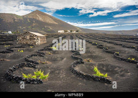 Eine atemberaubende Landschaft mit vulkanischer Weinberge. Traditionelle Wein Herstellung von Lanzarote. Kanarischen Inseln. Spanien Stockfoto