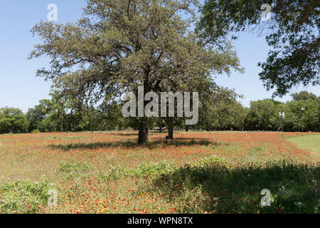 Schöne Kombination von schattigen Bäumen und lebendige Wildblumen auf die LBJ Ranch, einst Präsident Lyndon B. Johnson und seine Frau, Lady Bird Johnson, in der Nähe von Stonewall in der Texas Hill Country Stockfoto