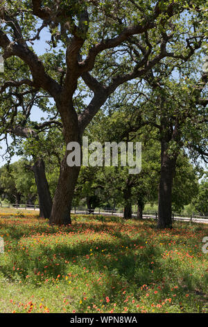 Schöne Kombination von schattigen Bäumen und lebendige Wildblumen auf die LBJ Ranch, einst Präsident Lyndon B. Johnson und seine Frau, Lady Bird Johnson, in der Nähe von Stonewall in der Texas Hill Country Stockfoto