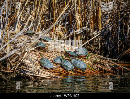 Western malte Schildkröten sich sonnt, Chrysemys picta Belli, Fortwhyte Marsh, Manitoba, Kanada. Stockfoto