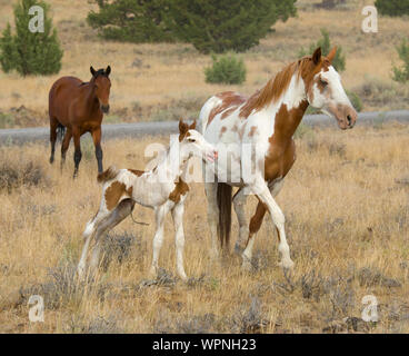 Neugeborene mit der wilden Pferde in der Steens Mountains, Frenchglen, ODER USA Stockfoto