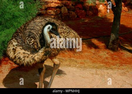 Die wwu in Coral Bay, Cape Range National Park, West Australien, West Coast, Australien Stockfoto