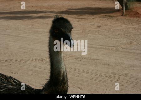 Die wwu in Coral Bay, Cape Range National Park, West Australien, West Coast, Australien Stockfoto