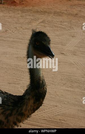 Die wwu in Coral Bay, Cape Range National Park, West Australien, West Coast, Australien Stockfoto