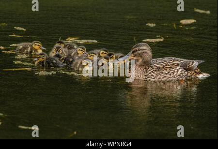 Eine weibliche Stockente mit einer großen Brut von Entenküken. Stockfoto