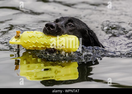 Ein schwarzer Labrador Retriever baden in frischem Wasser mit einem Dummy gundog. Stockfoto