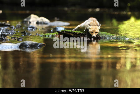 Junge Füchsin von Red fox Aufenthalt in Fluss eng an Wasser - Vulpes vulpes Stockfoto