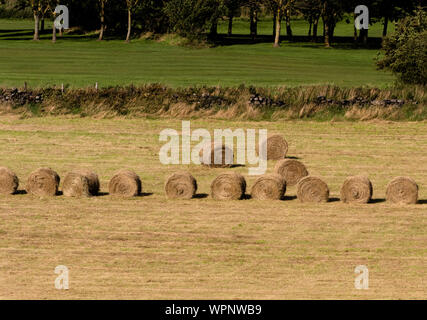 Runde Heuballen trocknen in Yorkshire, England. Stockfoto