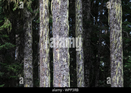 Tannen, Abies sp., entlang der Snow Lake Trail in die alpinen Seen Wüste, Mt. Baker Snoqualmie National Forest, Washington State, USA