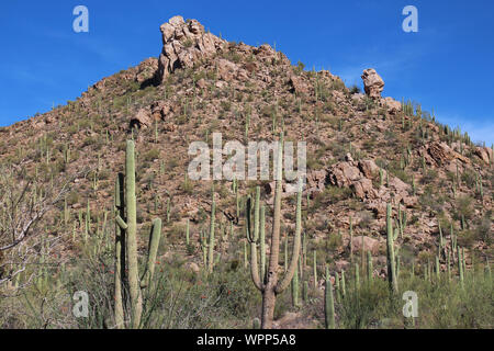 Saguaro, Feigenkaktus, Ocotillo und Palo Verde auf einem felsigen Berghang bei Sus Picknickplatz im Saguaro National Park, West, Arizona, USA Stockfoto