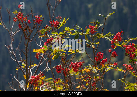 Sitka Mountain-Ash, Sorbus Murieliae, mit leuchtend roten Beeren entlang Snow Lake Trail in die alpinen Seen Wüste, Mt. Baker Snoqualmie Nat Stockfoto