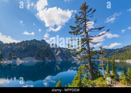 Berg Hemlocks, Tsuga mertensiana, an der Kante der Schnee See, entlang Snow Lake Trail führt in den alpinen Seen Wüste, Mt. Baker Snoqualmie Natio Stockfoto