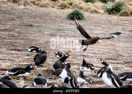 Falkland Skua in einem Gentoo Pinguin Kolonie weg fliegen mit einem Ei, Sea Lion Island, Falkland Inseln, Süd Atlantik Stockfoto