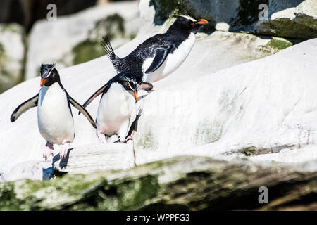 Südliche Rockhopper Pinguine, Eudyptes chrysocome (chrysocome), Hüpfen, Springen, Klippen, Hals, Saunders Island, auf den Falklandinseln Stockfoto