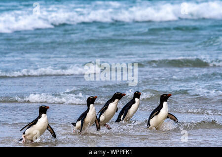 Südliche Rockhopper Pinguine, Eudyptes chrysocome (chrysocome), an Land, die von der Brandung, Hals, Saunders Island, auf den Falklandinseln Stockfoto