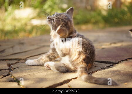 Kätzchen paw Kratzer hinter dem Ohr, Sommer Outdoor Portrait. Flöhe und Zecken bei Haustieren Stockfoto