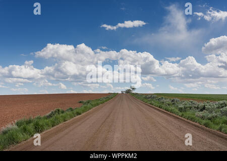 Üppige Felder und eine schier endlose Dirt Road in der Nähe des Lowry Pueblo Ruinen an den Schluchten der alten National Monument in der südwestlichen Colorado Montezuma County Stockfoto