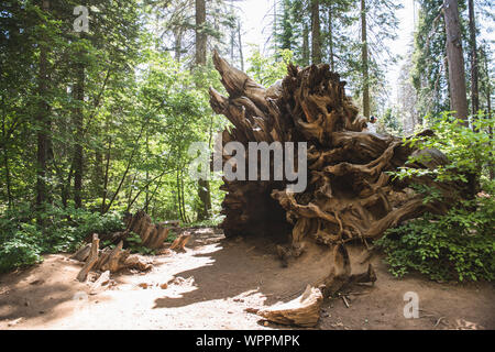 Gefallenen aus rotem Holz Baum im Yosemite National Park Stockfoto