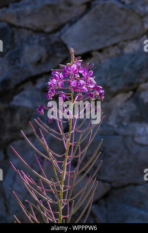 Fireweed, Chamaenerian angustifolium, blühende entlang Snow Lake Trail in die alpinen Seen Wüste, Mt. Baker Snoqualmie National Forest, W Stockfoto