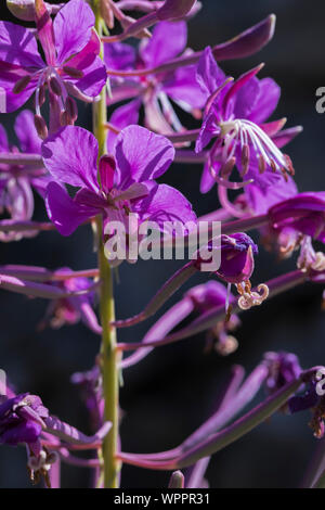 Fireweed, Chamaenerian angustifolium, blühende entlang Snow Lake Trail in die alpinen Seen Wüste, Mt. Baker Snoqualmie National Forest, W Stockfoto