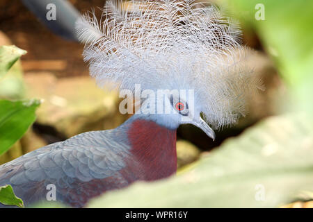 Victoria gekrönt Vogel (Goura Victoria) in Belfast Zoo, Bellevue, Stockfoto