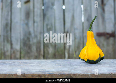 Gelb-grüne Zucchini. Close Up, mit einem grauen Hintergrund im Landhausstil. Herbst Motiv. Stockfoto