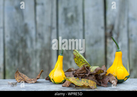 Zwei gelb-grüne Zucchini mit abgestorbenen Blätter braun. Nahaufnahme mit einem grauen Hintergrund im Landhausstil. Herbst Motiv. Stockfoto