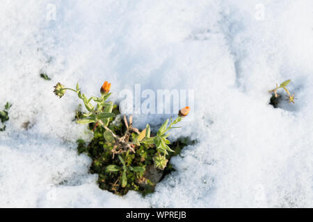 Gefrorene Ringelblume unter dem Schnee in einem Feld, ein Tag der Schnee im Salento, eine ungewöhnliche Winter in Apulien, selektiver Fokus Stockfoto
