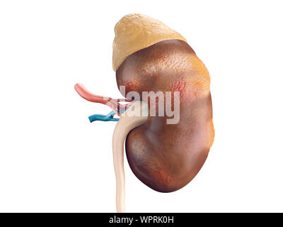 Fotorealistische 3D-Darstellung der Krankheit Krebs der menschlichen Niere mit Nebenniere und Gefäße isoliert auf weißem Stockfoto