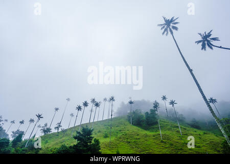 Blick auf Wachs Palmen von Cocora Tal neben Salento, Kolumbien Stockfoto