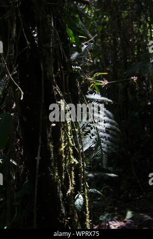 Parque Nacional Ynanchaga Chemillen in Oxapampa, Peru Stockfoto