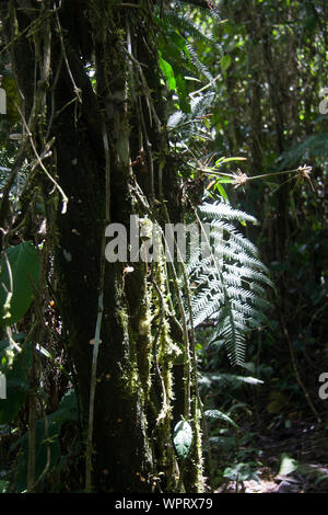 Parque Nacional Ynanchaga Chemillen in Oxapampa, Peru Stockfoto