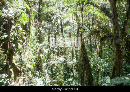 Parque Nacional Ynanchaga Chemillen in Oxapampa, Peru Stockfoto