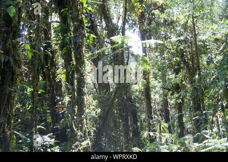 Parque Nacional Ynanchaga Chemillen in Oxapampa, Peru Stockfoto