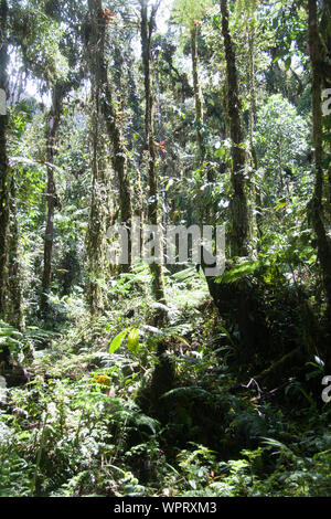 Parque Nacional Ynanchaga Chemillen in Oxapampa, Peru Stockfoto