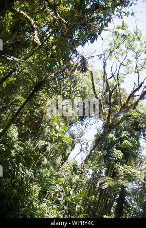 Parque Nacional Ynanchaga Chemillen in Oxapampa, Peru Stockfoto