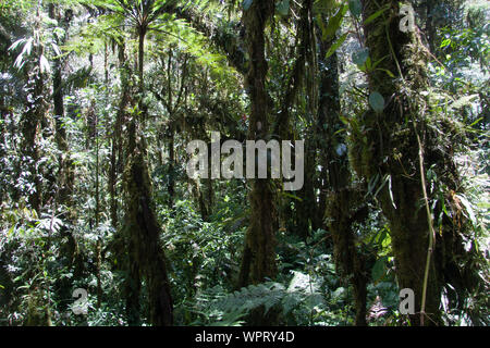 Parque Nacional Ynanchaga Chemillen in Oxapampa, Peru Stockfoto